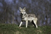 Goldschakal, Fuchs und Marderartige