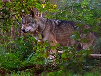 Nachhaltige Alpen brauchen Schaf und Wolf