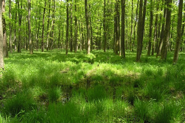Was die Natur in den Alpen leistet