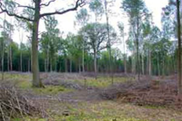 Bayern startet Vertragsnaturschutzprogramm für den Wald