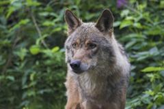 Schweizer Bevölkerung befürwortet die natürliche Rückeinwanderung des Wolfs
