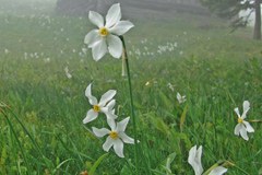 Schutz von Narzissen in den Karawanken