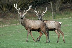 Bayern plant neue Brücken für Luchs & Co