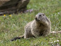 Studie zum Klimawandel im Tiroler Alpenraum
