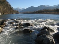 Mehr Leben für den Alpenrhein