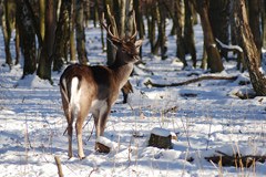 Liechtenstein stellt Notfütterungskonzept Rothirsch vor