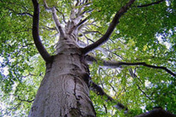 100 Jahre Pro Natura