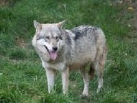 Ungenügender Herdenschutz ist für Wolfstötung verantwortlich