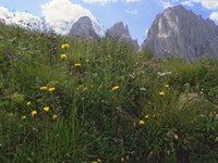 Das Internationale Jahr der Biodiversität