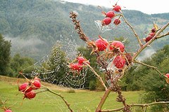 Regionen-Netzwerk der Alpen