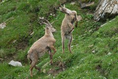 Gran Paradiso Nationalpark: mysteriöse Todesfälle junger Steinböcke