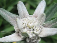Alpen ohne Edelweiss