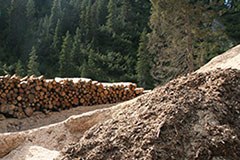 Ausgezeichnet: Projekte für alpinen Schutzwald