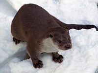 Die Rückkehr der Fischotter