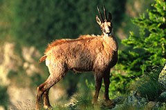 Was für die alpine Artenvielfalt zählt