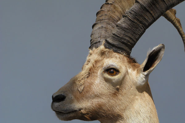 Klimawandel stärkt Steinbock