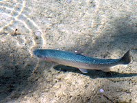 Alpenflüsse ohne Wasser