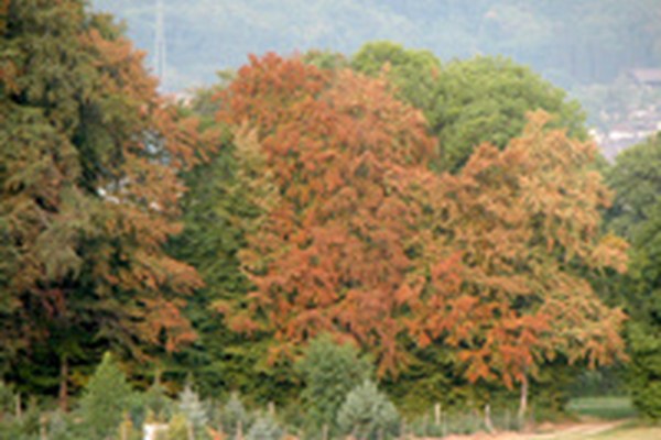 Waldschäden durch Trockenheit: Borkenkäfergefahr