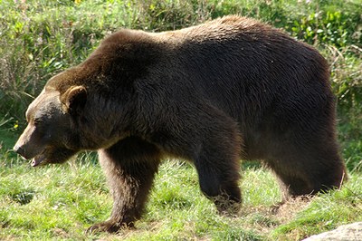 Bären: Die Verantwortung liegt bei uns