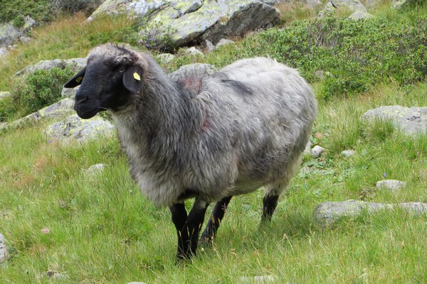 Berglandwirtschaft & EU-Agrarpolitik