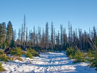 Bergwald im Klimawandel