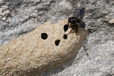Bestäuberparadiese für Bienen