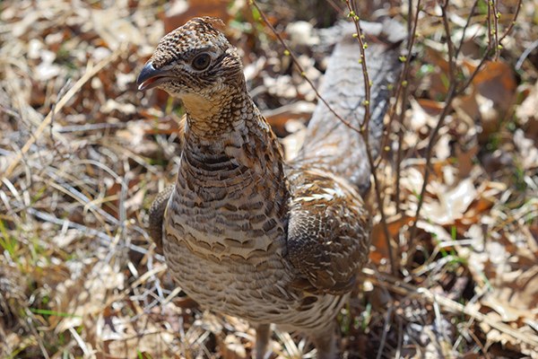 Birkhuhn statt Skifahrer