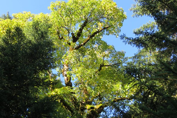 BN-Studie zur Gefährdung des Bergwald