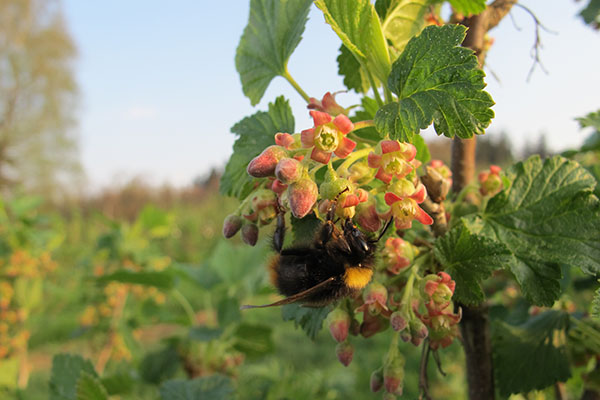 Die Königin der Insekten