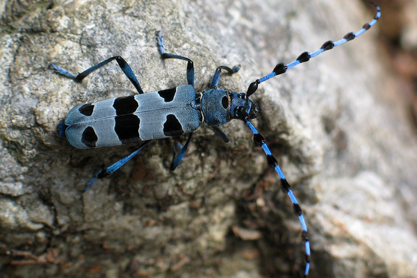 Elementar und gefährdet