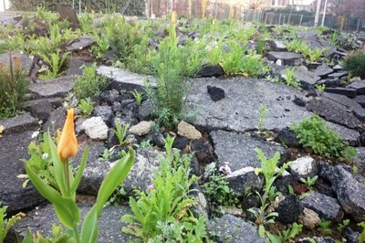 Hitze durch Bodenversiegelung