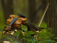 Kurzgeschichte: Die Farben des Waldes