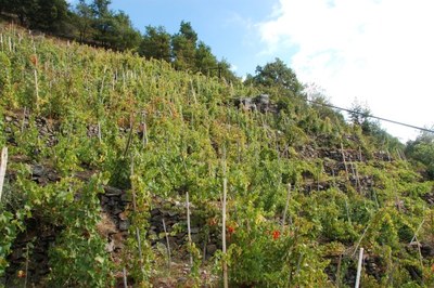 Neue Möglichkeiten für alpine Weinberge