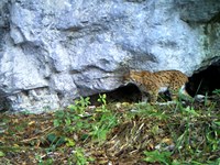 Schützenswerte Samtpfoten