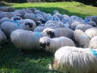 Schweiz lehnt Jagdgesetz ab