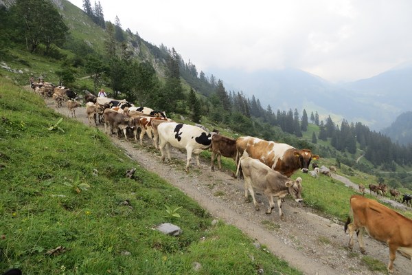 Untersuchungen Rinder-TBC auf den gesamten bayerischen Alpenraum ausgeweitet