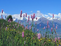 Wie Politik Biodiversität ermöglichen kann