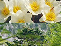 Biodiversität in den Alpen 27/2013