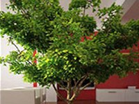 Erneuerbare Wärme: Schlüssel zur Energiewende