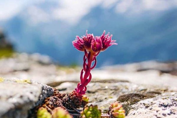 SzeneAlpen Nr. 108 - «Unter der Lupe»