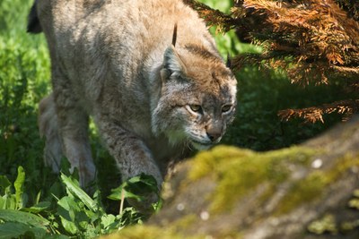 La lince (Lynx lynx)