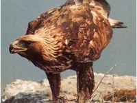 Projects to protect bearded vultures and golden eagles show positive results