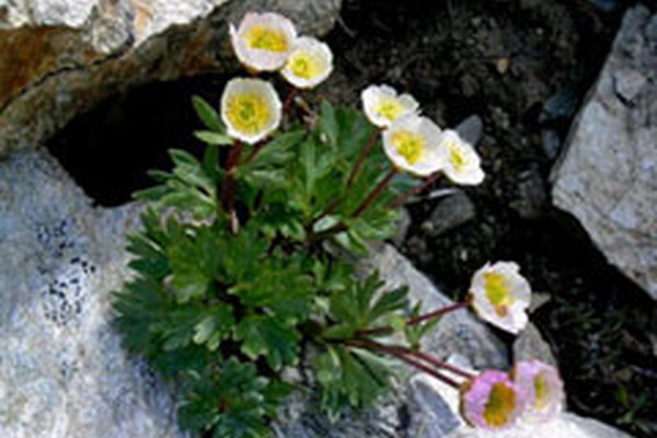 Climate change impacts biodiversity