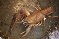 More than 10,000 alien species in Europe