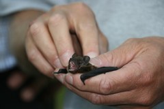 The chestnut forest plays host to a rare guest: Alliance in the Alps network of municipalities