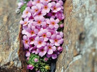 Biodiversity in times of climate change: management or wilderness?