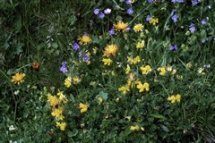 NGOs send joint message on the EU biodiversity strategy