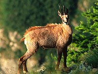 What counts for the diversity of Alpine species