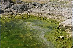 National parks remove exotic fish species