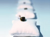 Bees: small in size, big in effect